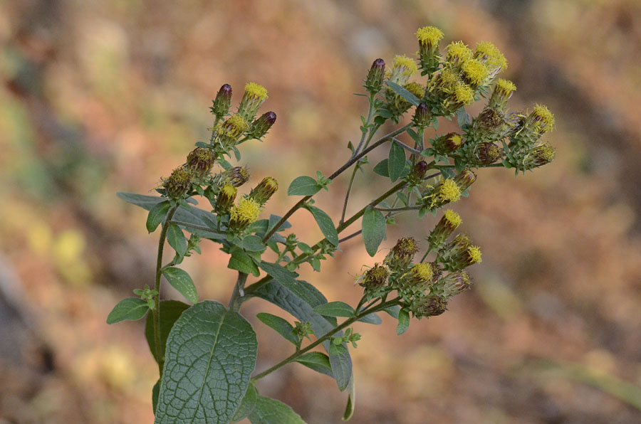 Pentanema conyzae (=Inula conyzae) / Enula baccherina